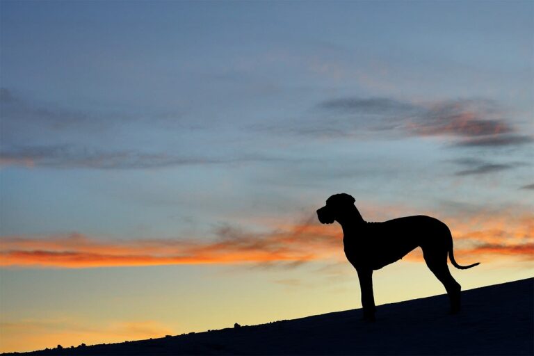 Races de grands chiens