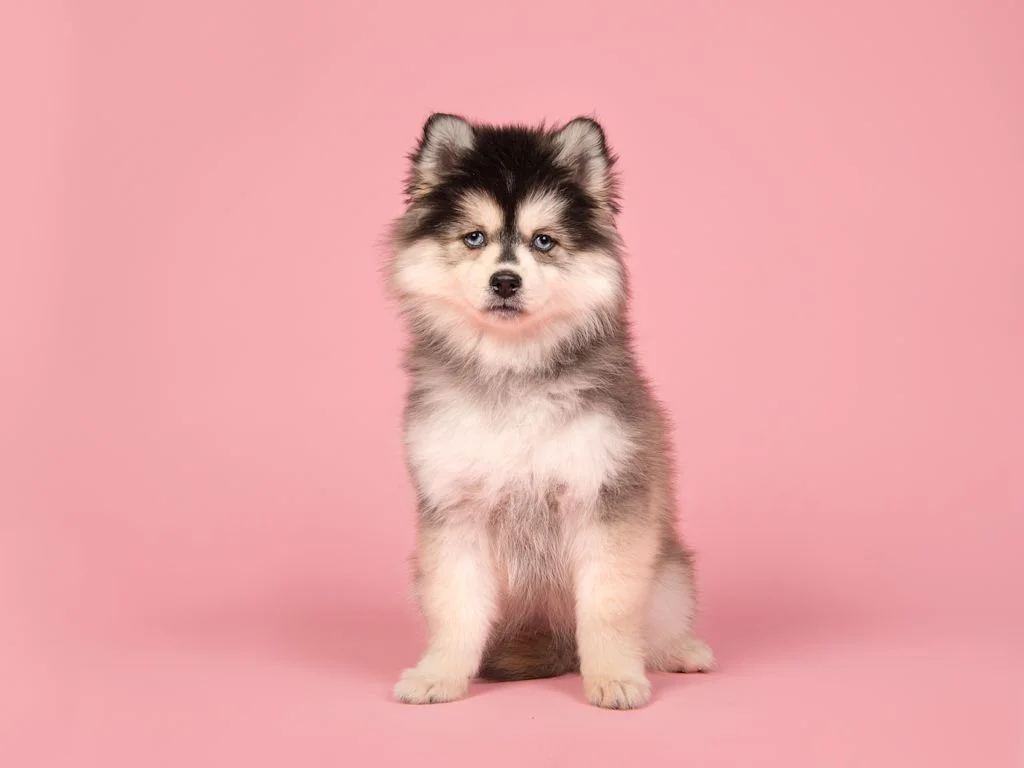 Kleine hond voor roze achtergrond
