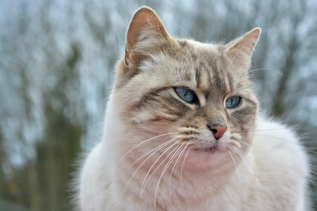 Witte kat ligt voor camera