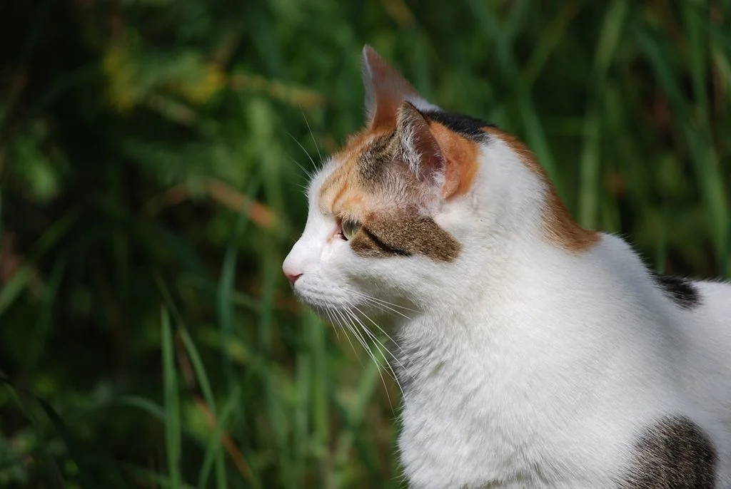 Lapjeskat zit in het gras