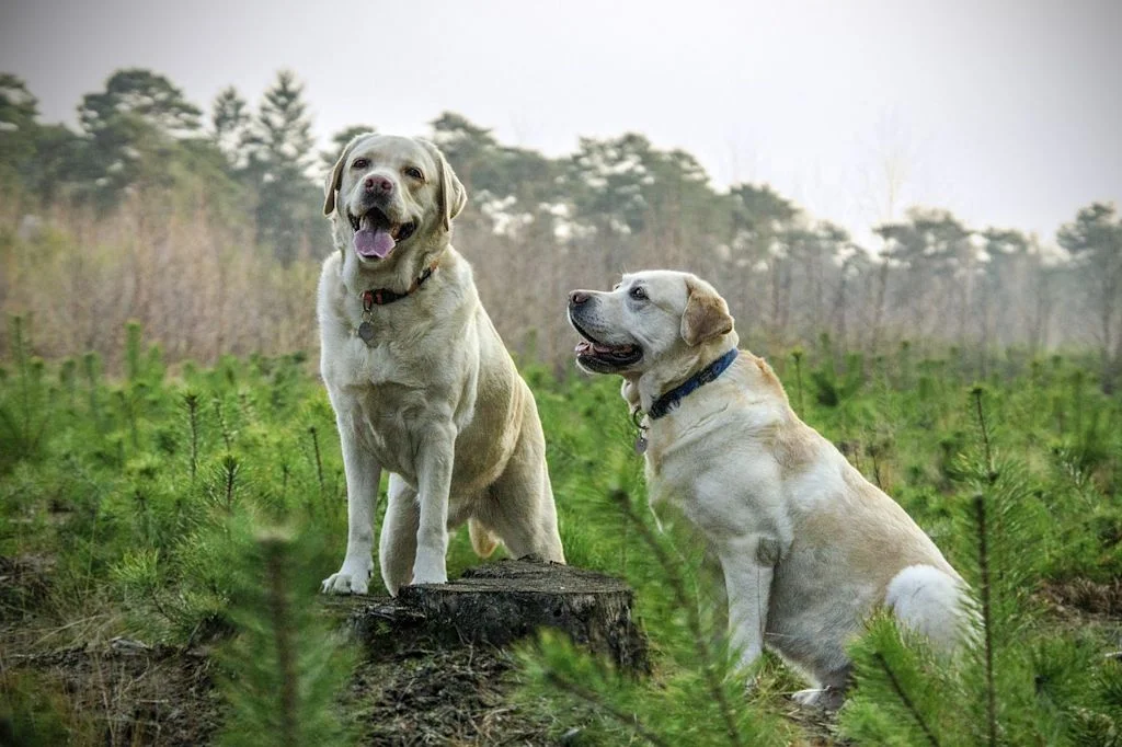 Twee honden naast elkaar