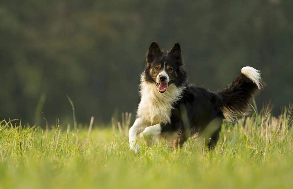 Hond rent door gras