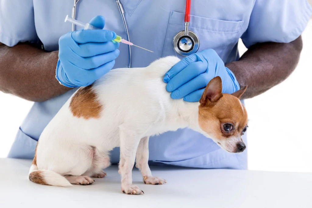Kleine hond krijgt een vaccinatie