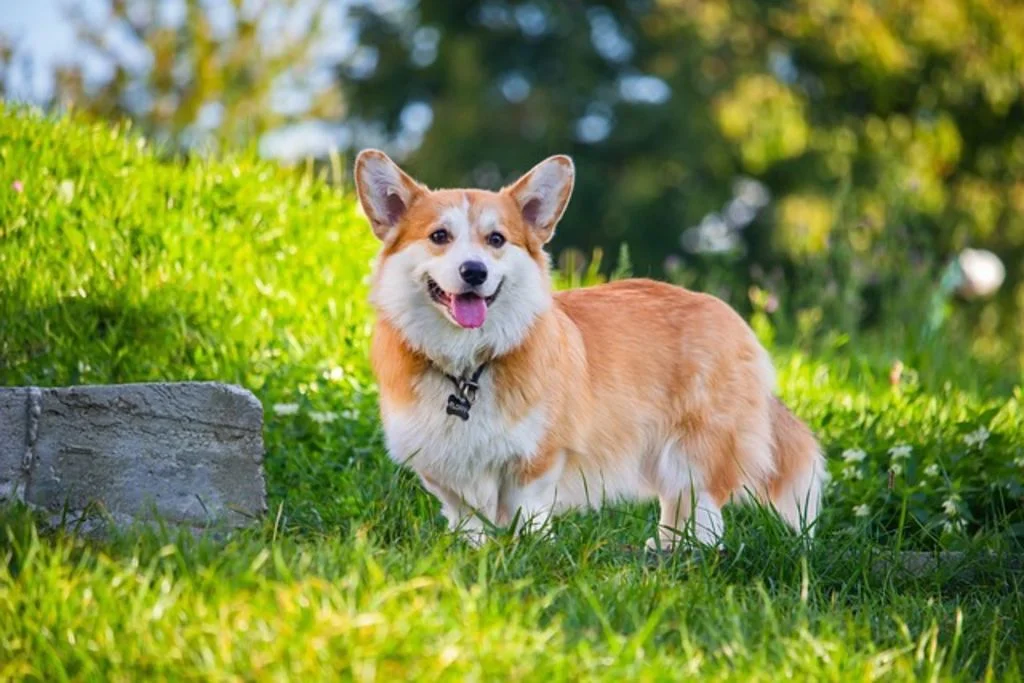 Corgi staat in het gras