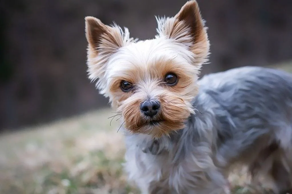 Kleine hond staat buiten