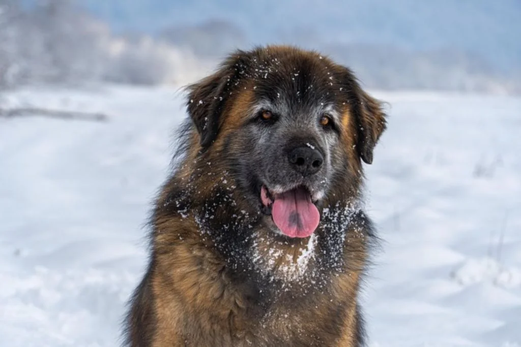 Leonberg