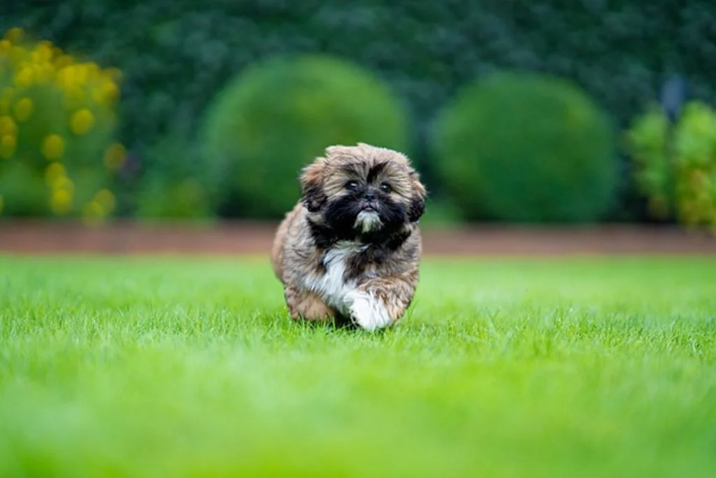 shih-tzu