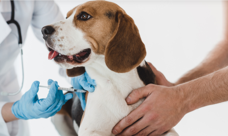 Vaccinatieschema voor de hond