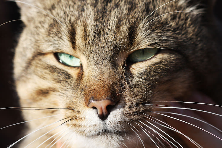 Hoe zien katten de wereld?