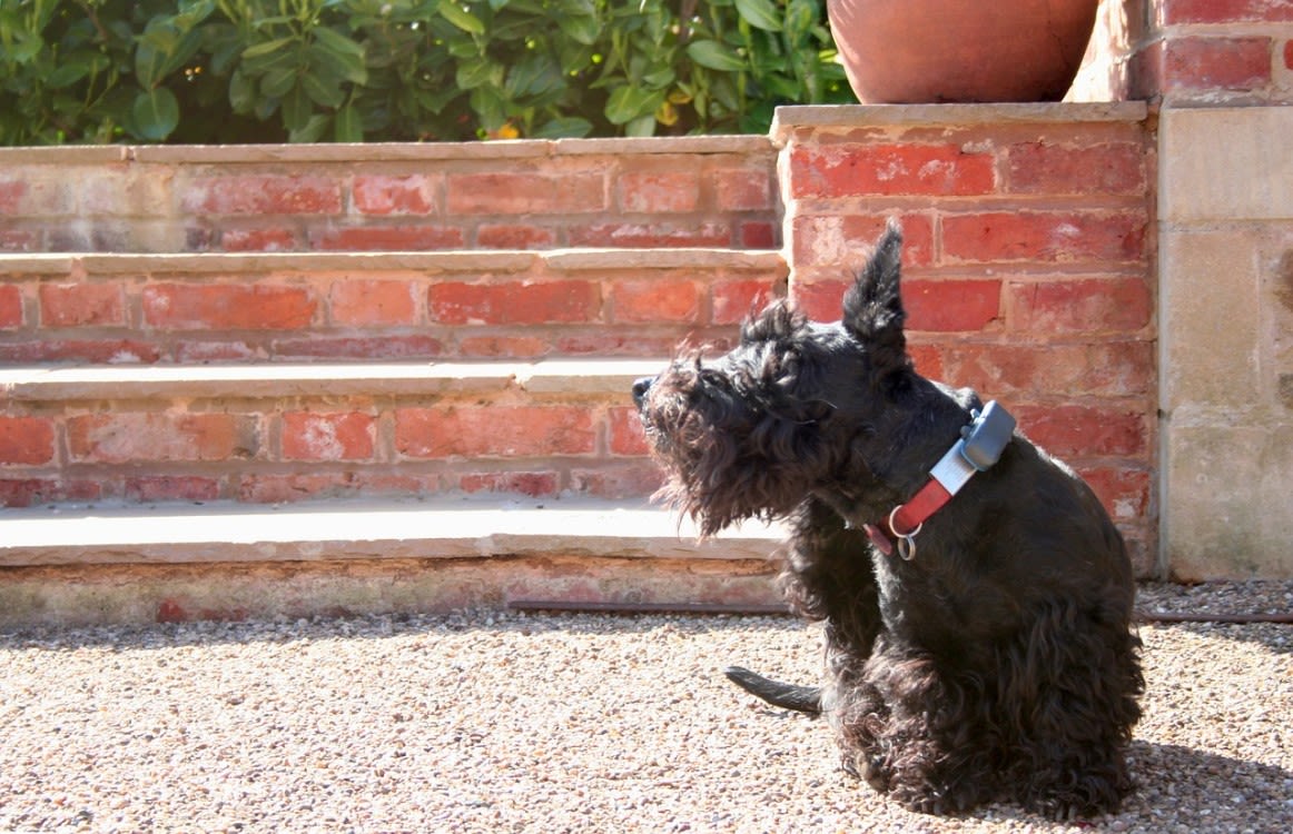 Chien Qui A Des Puces