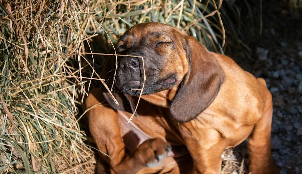 chien qui se gratte